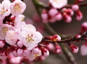 雷火电竞简介-加勒比海与爱尔兰的暴雨之间，恩佐如何改写命运的注脚