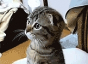 雷火电竞入驻-锐利的矛与流动的盾，萨卡完全释放如何诠释亚特兰大破罗马之钥