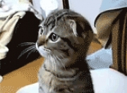 雷火电竞入驻-锐利的矛与流动的盾，萨卡完全释放如何诠释亚特兰大破罗马之钥