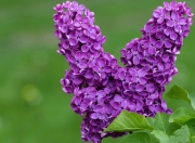 雷火电竞官网-欧冠之夜，当拉梅洛以个人独奏，压低了全欧洲的噪音