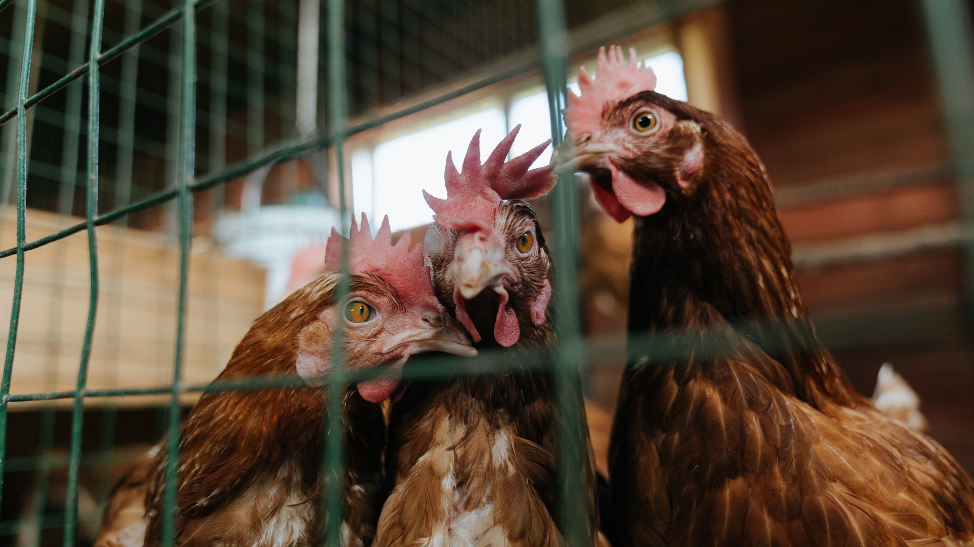 东方舞步与西部炮火，开拓者以体系化压制与克莱节奏魔法击穿深圳