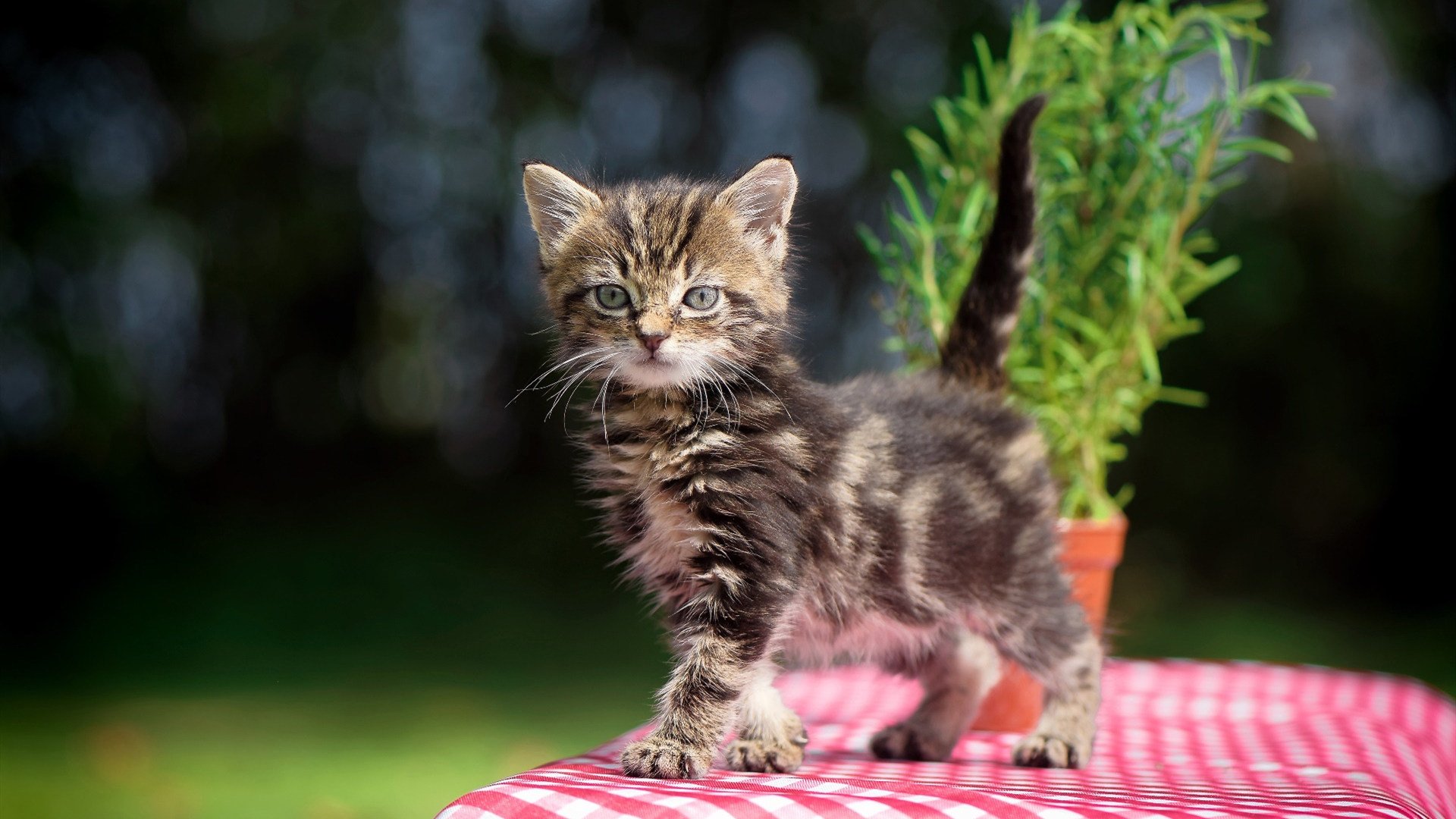 无名小卒击碎卫冕冠军！贝恩30+三双导演密尔沃基奇迹