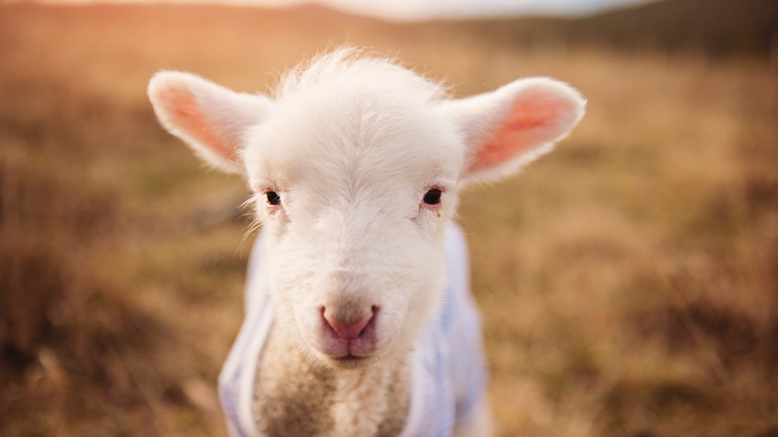 双线狂飙!字母哥惊天逆转导演出雷霆跨洋复仇记—广东队领先18分遭史诗级翻盘