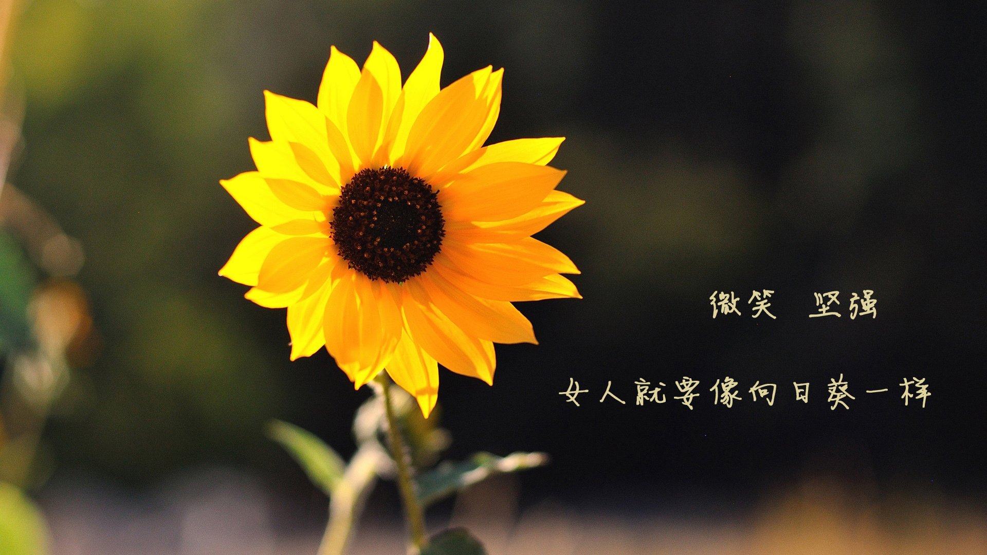 宇宙级升维，西亚卡姆的恒星演化如何将活塞燃为星尘