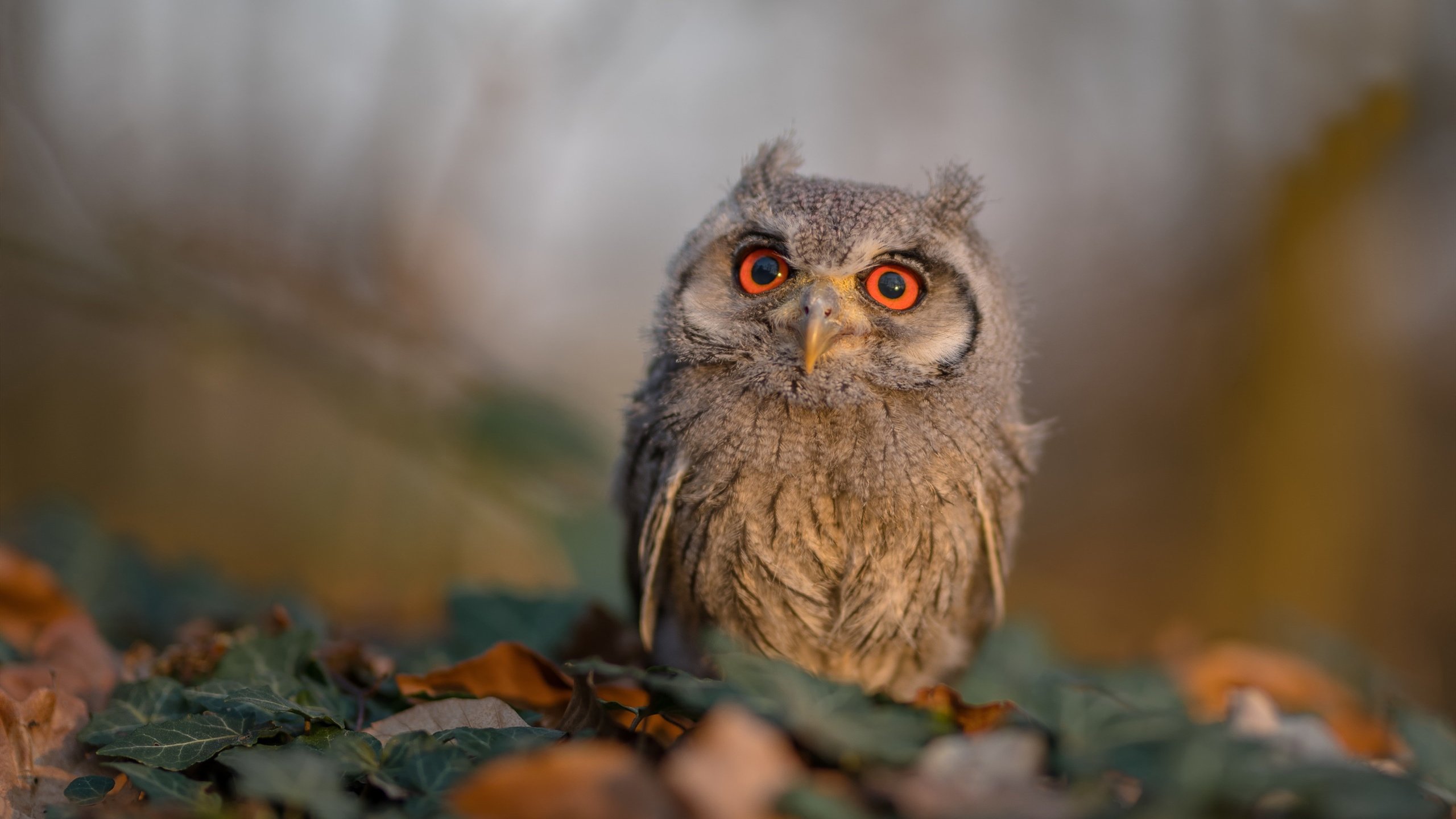 王座易主？雷霆青年军逆转勇士，西部排名争夺战再起波澜