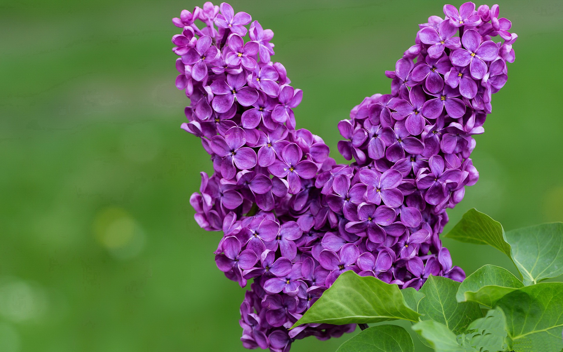 欧冠之夜，当拉梅洛以个人独奏，压低了全欧洲的噪音