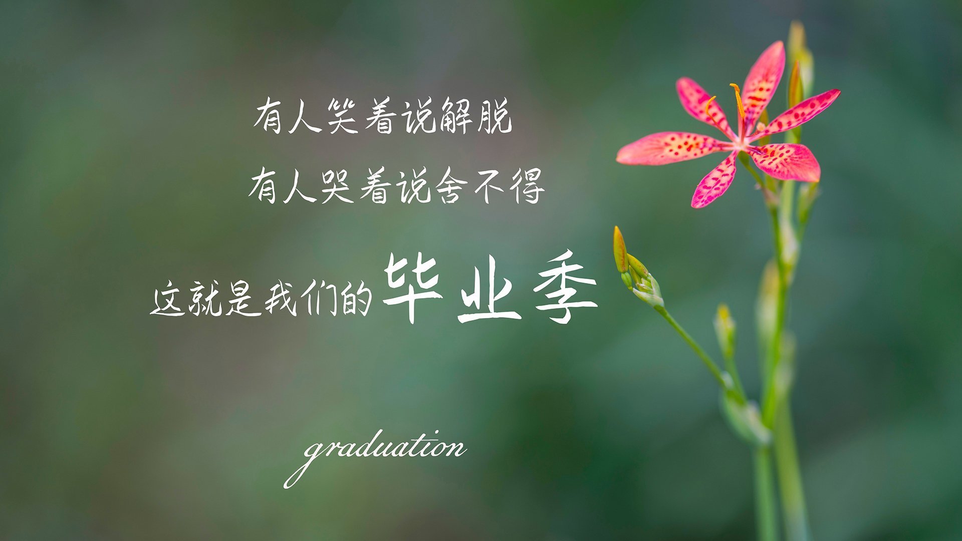 2026世界杯强强对话,奥地利铁骑碾碎芬兰,贝林厄姆独舞闪耀改写战局